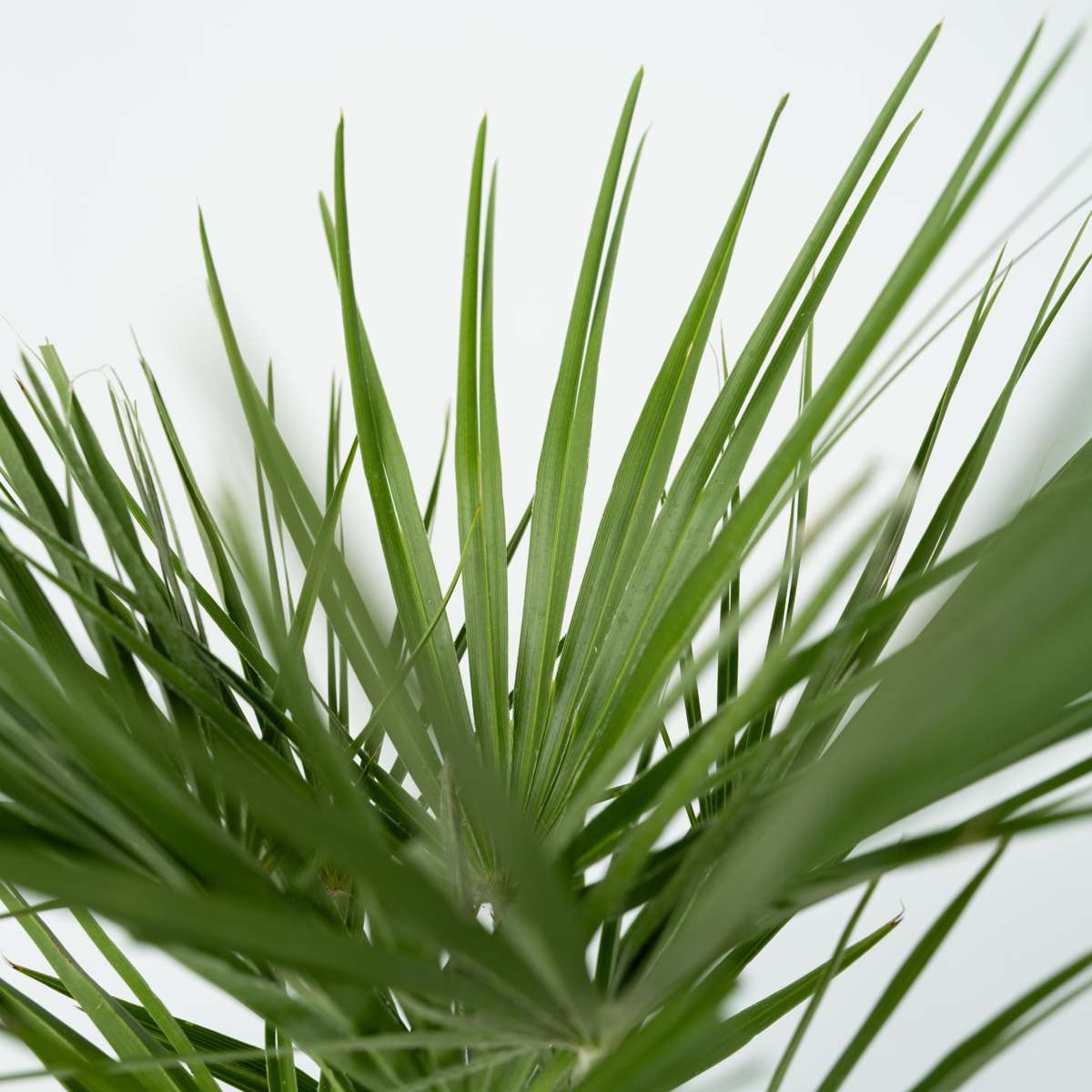 Palmier nain - Chamaerops humilis - Hauteur 70-80cm - ⌀21cm