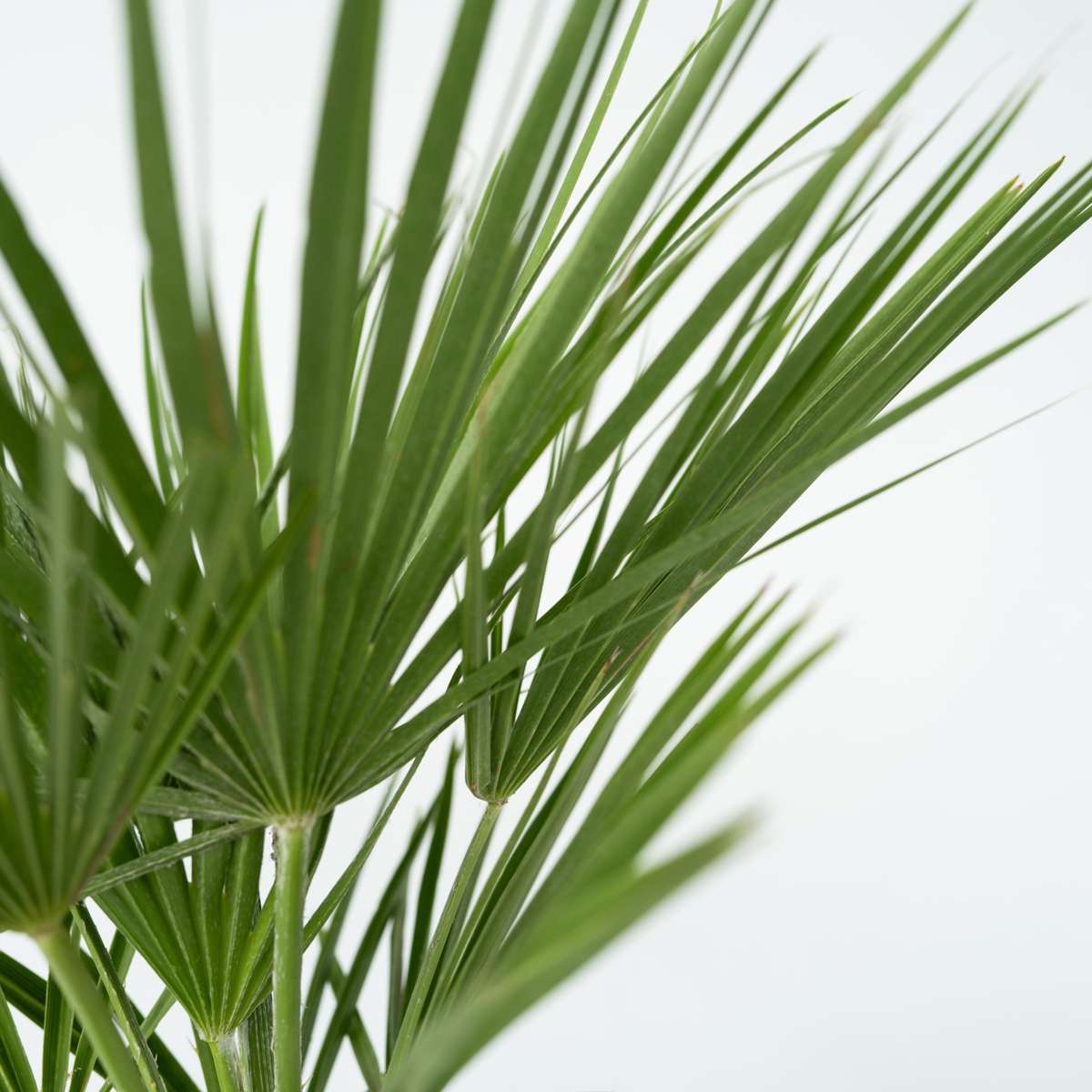 Palmier nain - Chamaerops humilis - Hauteur 70-80cm - ⌀21cm