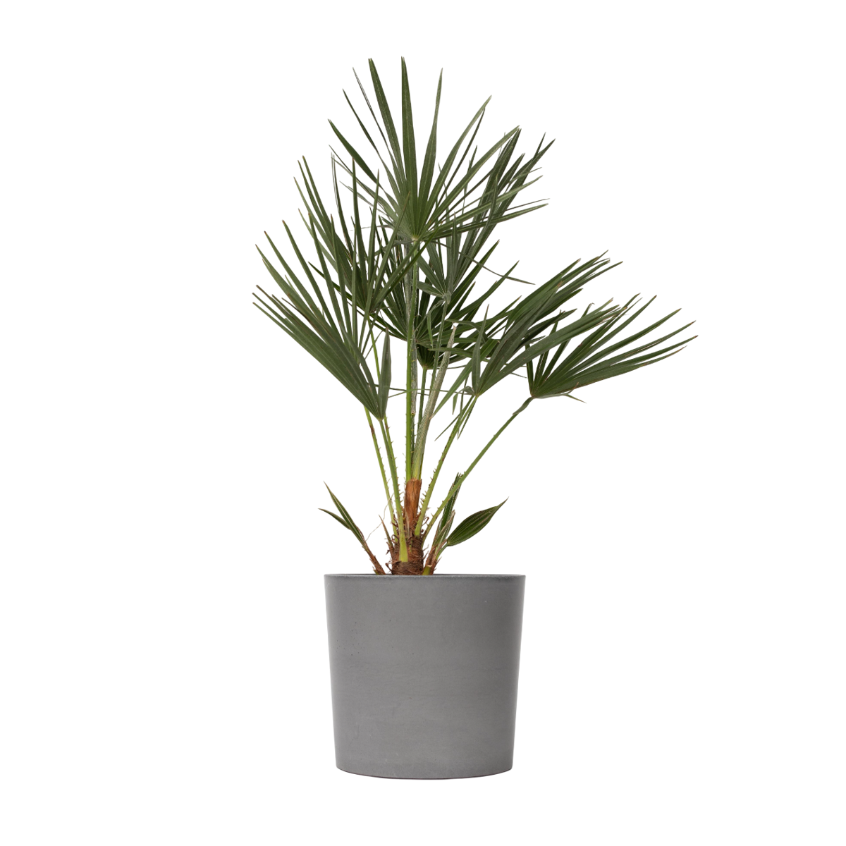 Palmier nain - Chamaerops humilis - Hauteur 70-80cm - ⌀21cm