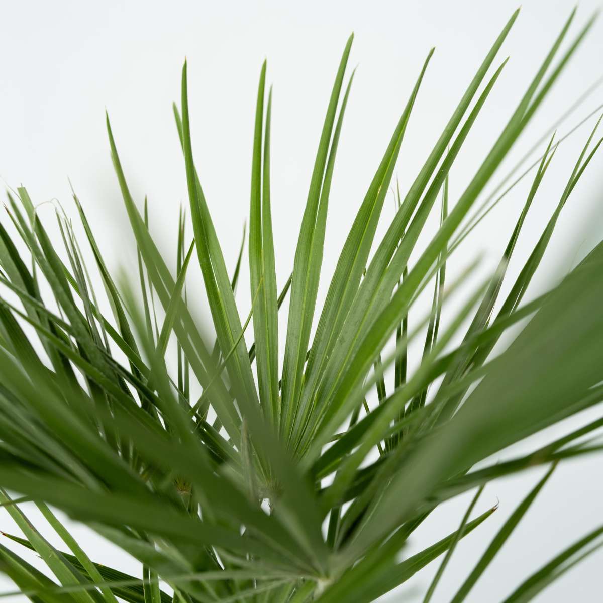 Palmier nain - Set de 2 - Chamaerops humilis - Hauteur 70-80cm - ⌀21cm