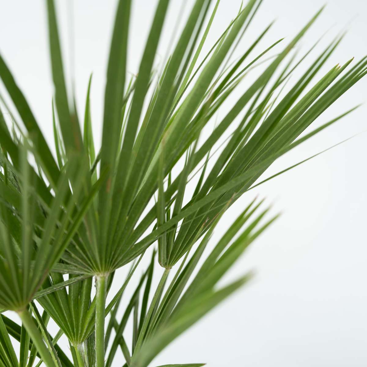 Palmier nain - Set de 2 - Chamaerops humilis - Hauteur 70-80cm - ⌀21cm