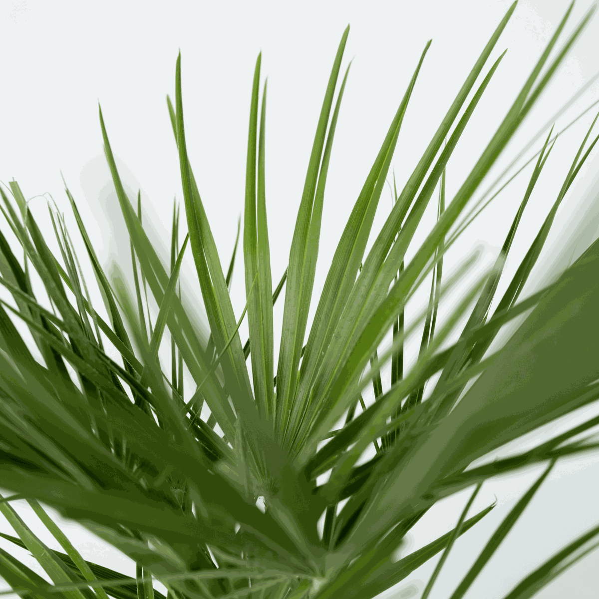 Palmier nain - Set de 2 - Chamaerops humilis - Hauteur 70-80cm - ⌀21cm