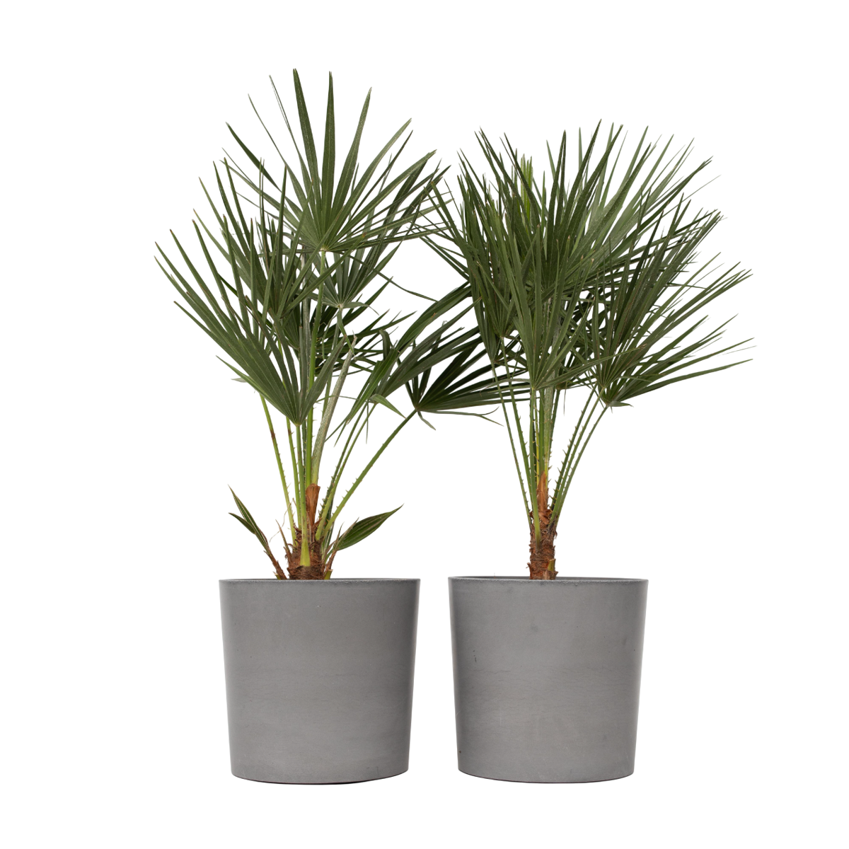 Palmier nain - Set de 2 - Chamaerops humilis - Hauteur 70-80cm - ⌀21cm