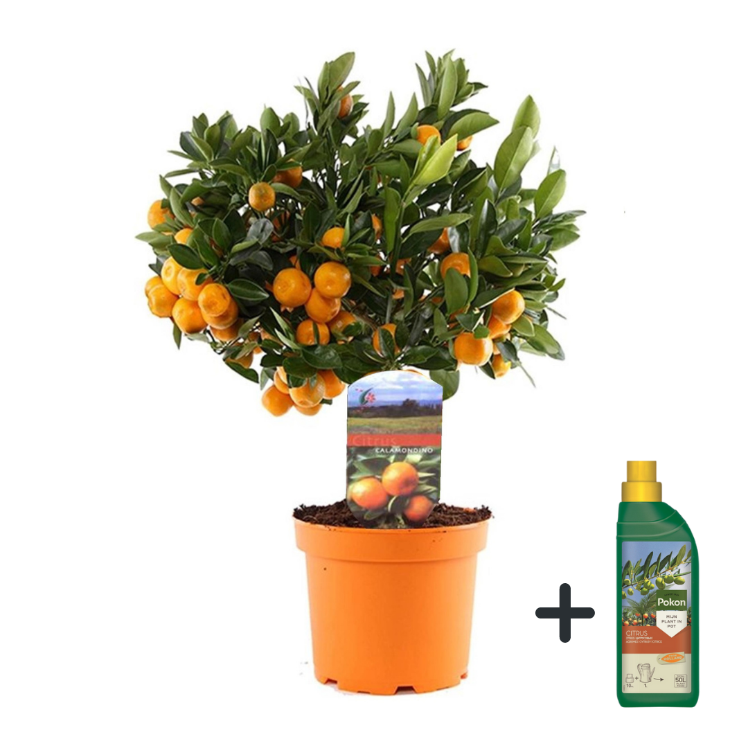 Citronnier - Citrus microcarpa 'Calamondin' - Hauteur 35-40cm - ⌀14cm