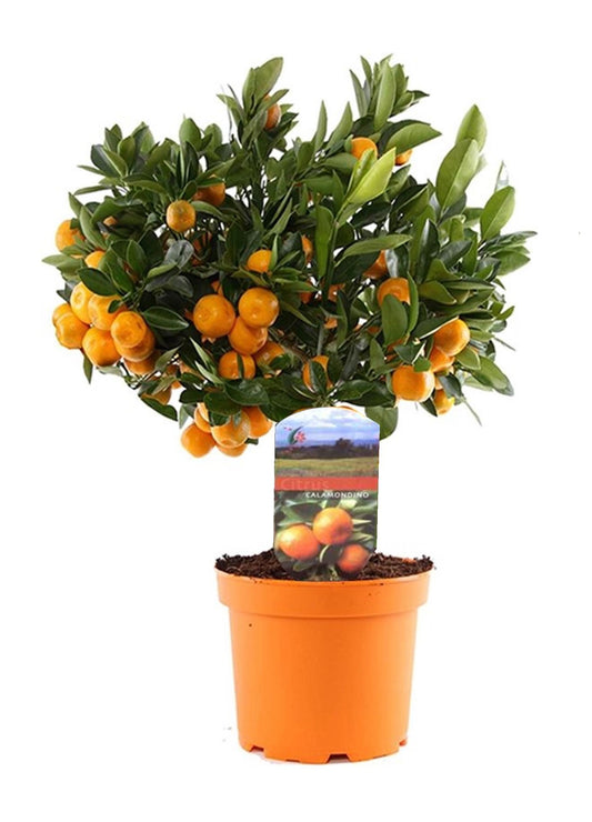 Citronnier - Citrus microcarpa 'Calamondin' - Hauteur 35-40cm - ⌀14cm - TD Plantz