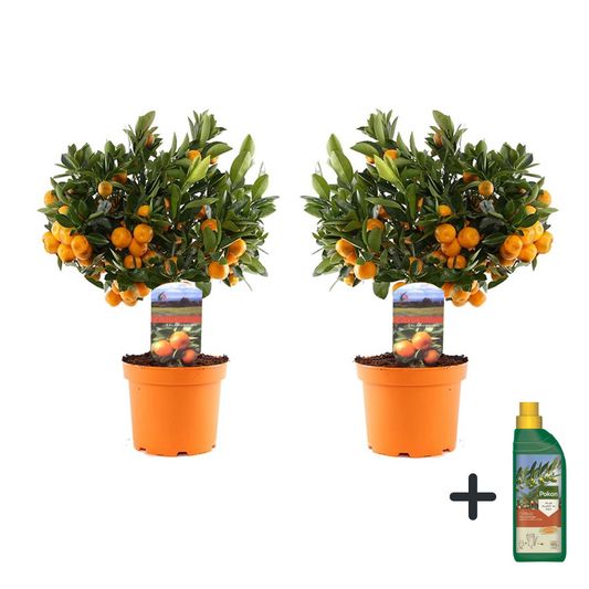 Citronnier - Set de 2 - Citrus microcarpa 'Calamondin' - Hauteur 35-40cm - ⌀14cm