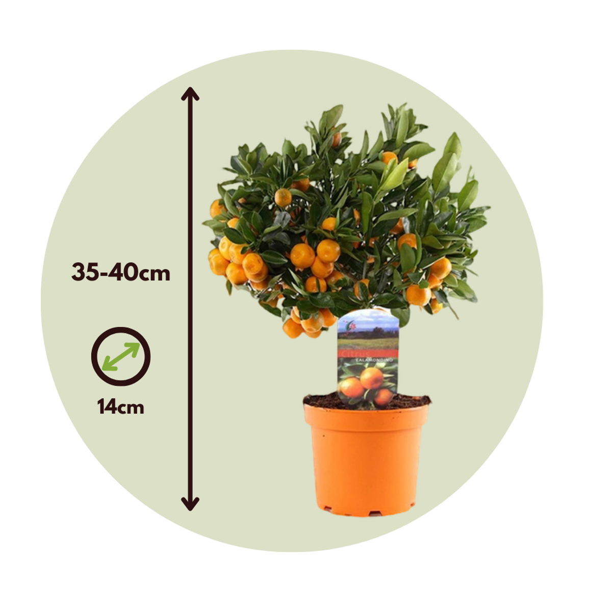Citronnier - Set de 2 - Citrus microcarpa 'Calamondin' - Hauteur 35-40cm - ⌀14cm