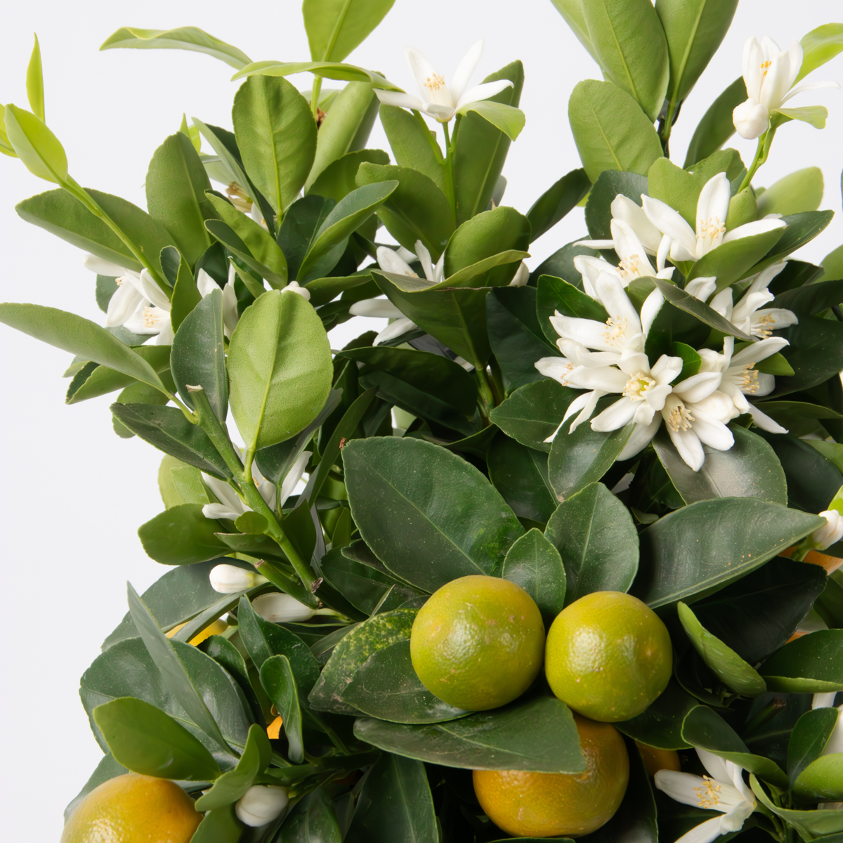 Citronnier - Citrus mitis 'Calamondin' - Hauteur 55-65cm - ⌀19cm