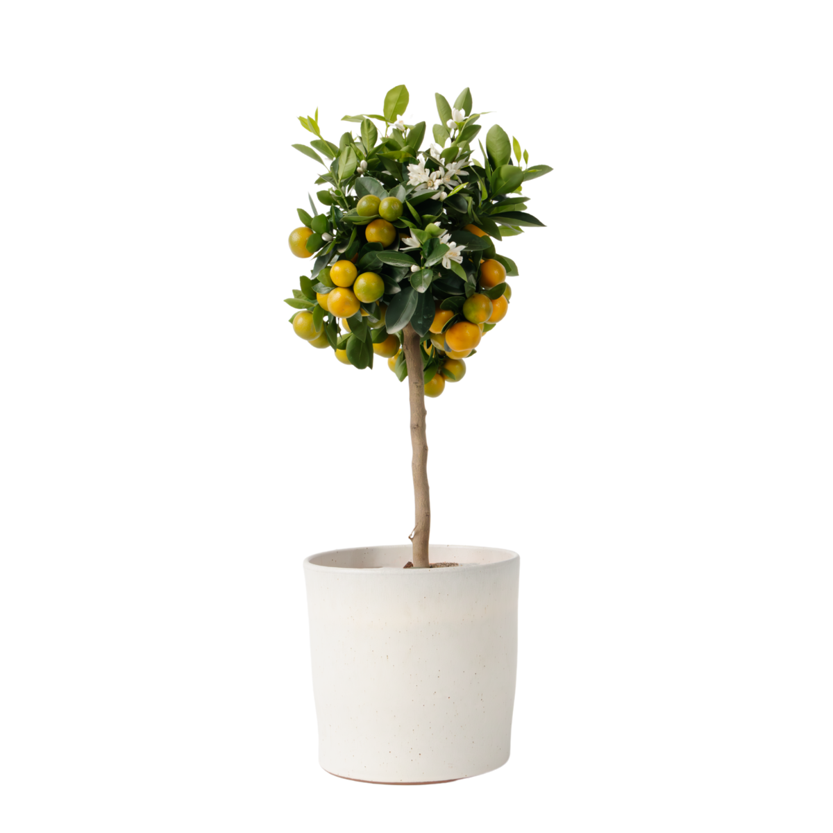 Citronnier - Citrus mitis 'Calamondin' - Hauteur 55-65cm - ⌀19cm