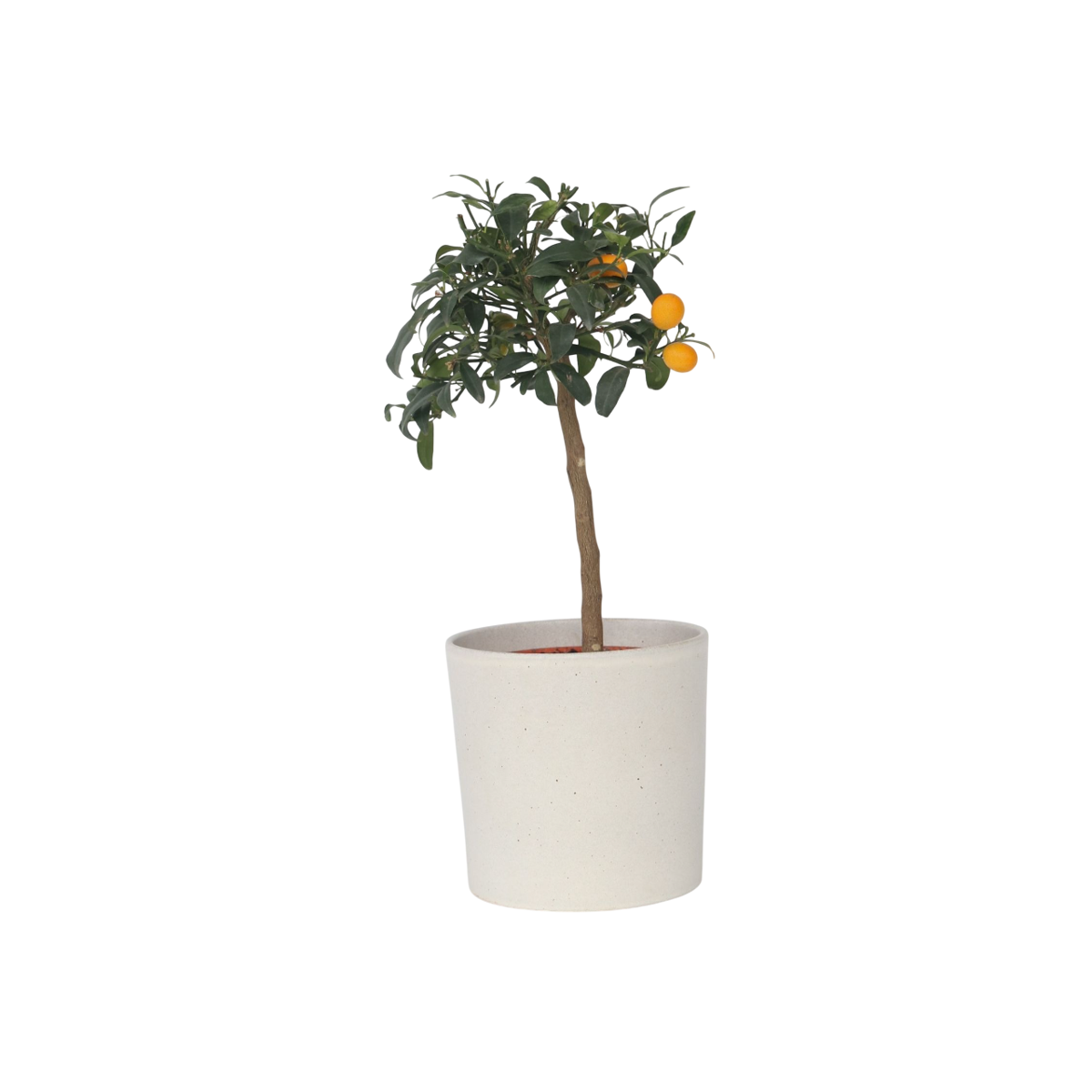 Citronnier - Citrus microcarpa fortunella 'Kumquat' - Hauteur 50-60cm - ⌀19cm