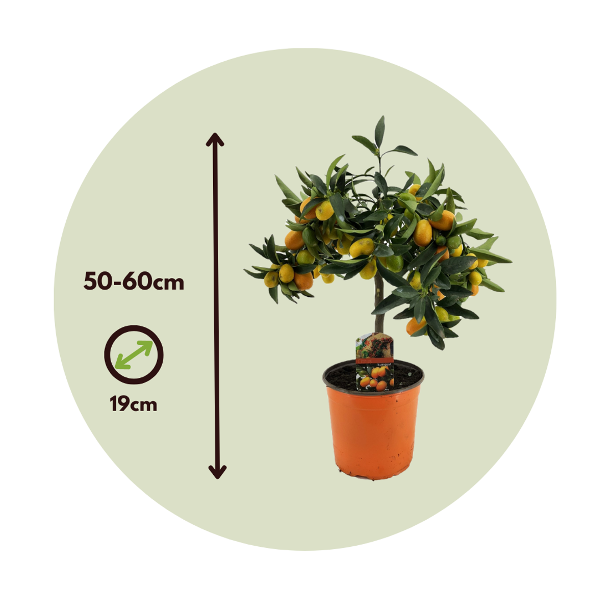 Citronnier - Set de 2 - Citrus microcarpa 'Kumquat' - H50-60cm - ⌀19cm