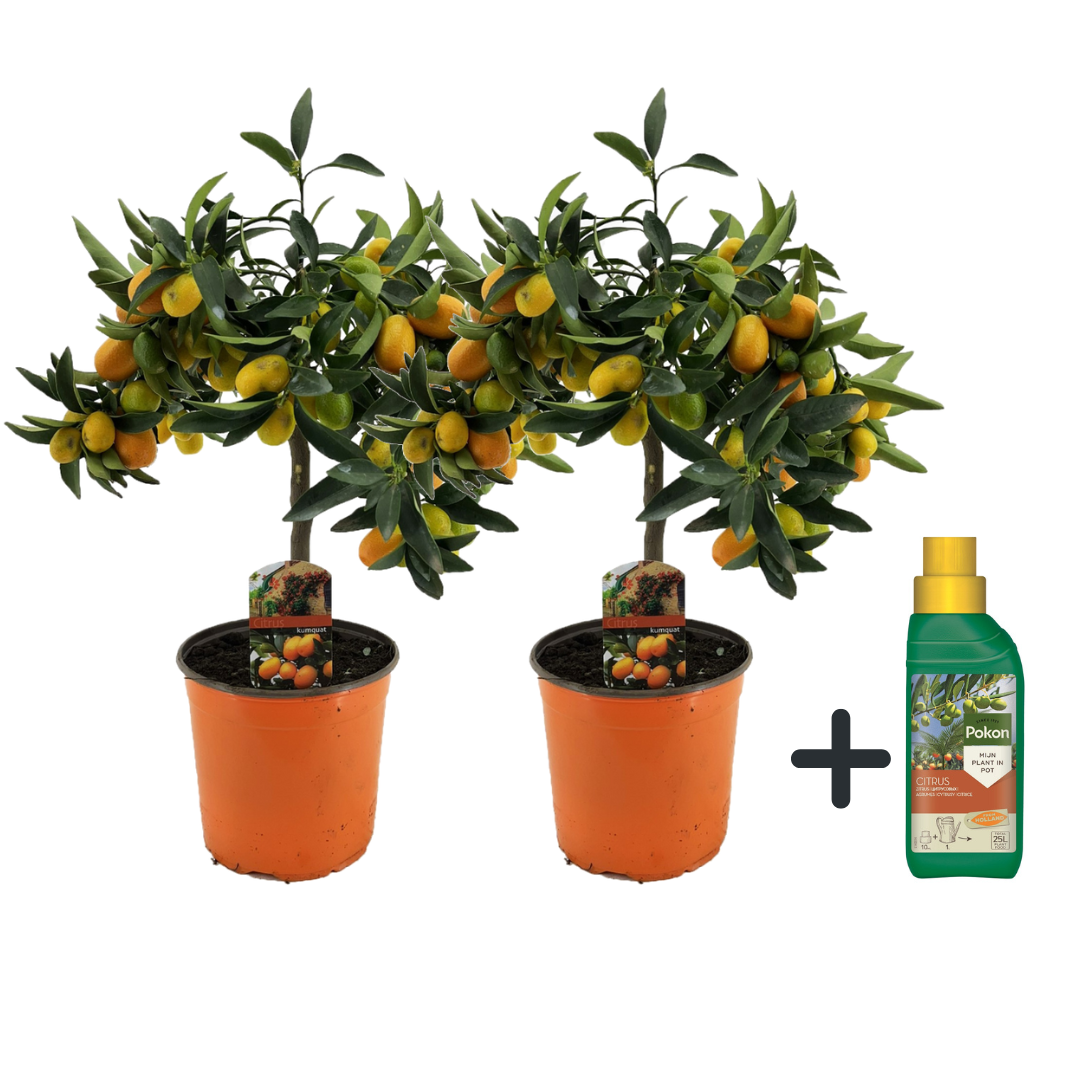 Citronnier - Set de 2 - Citrus microcarpa 'Kumquat' - H50-60cm - ⌀19cm