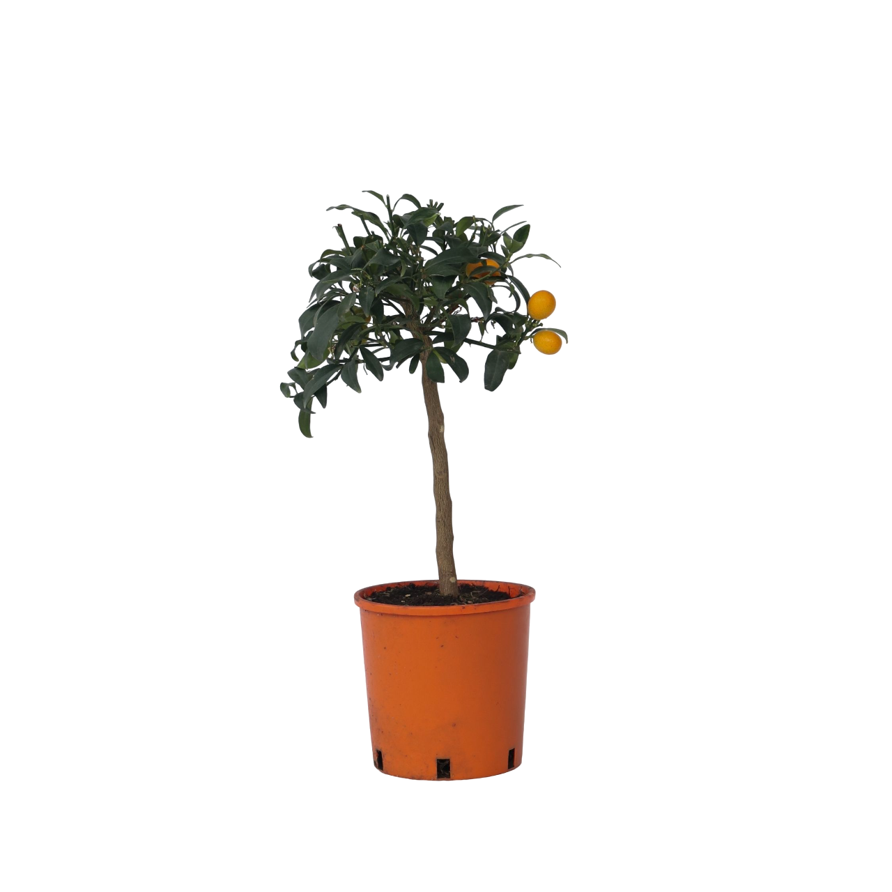Citronnier - Set de 2 - Citrus microcarpa 'Kumquat' - H50-60cm - ⌀19cm