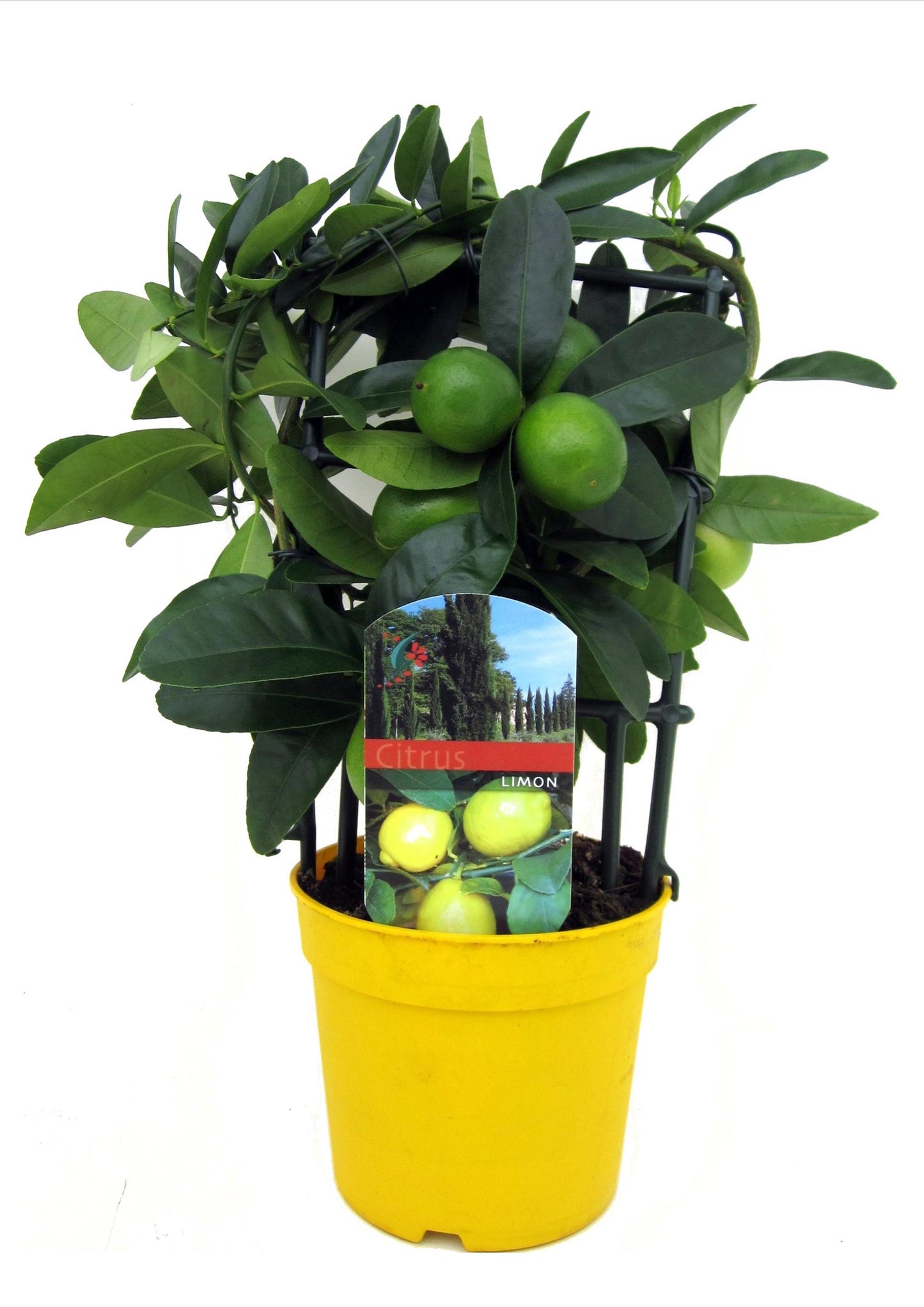 Lemon Tree - Citrus limon - Height 30-35cm - ⌀12cm