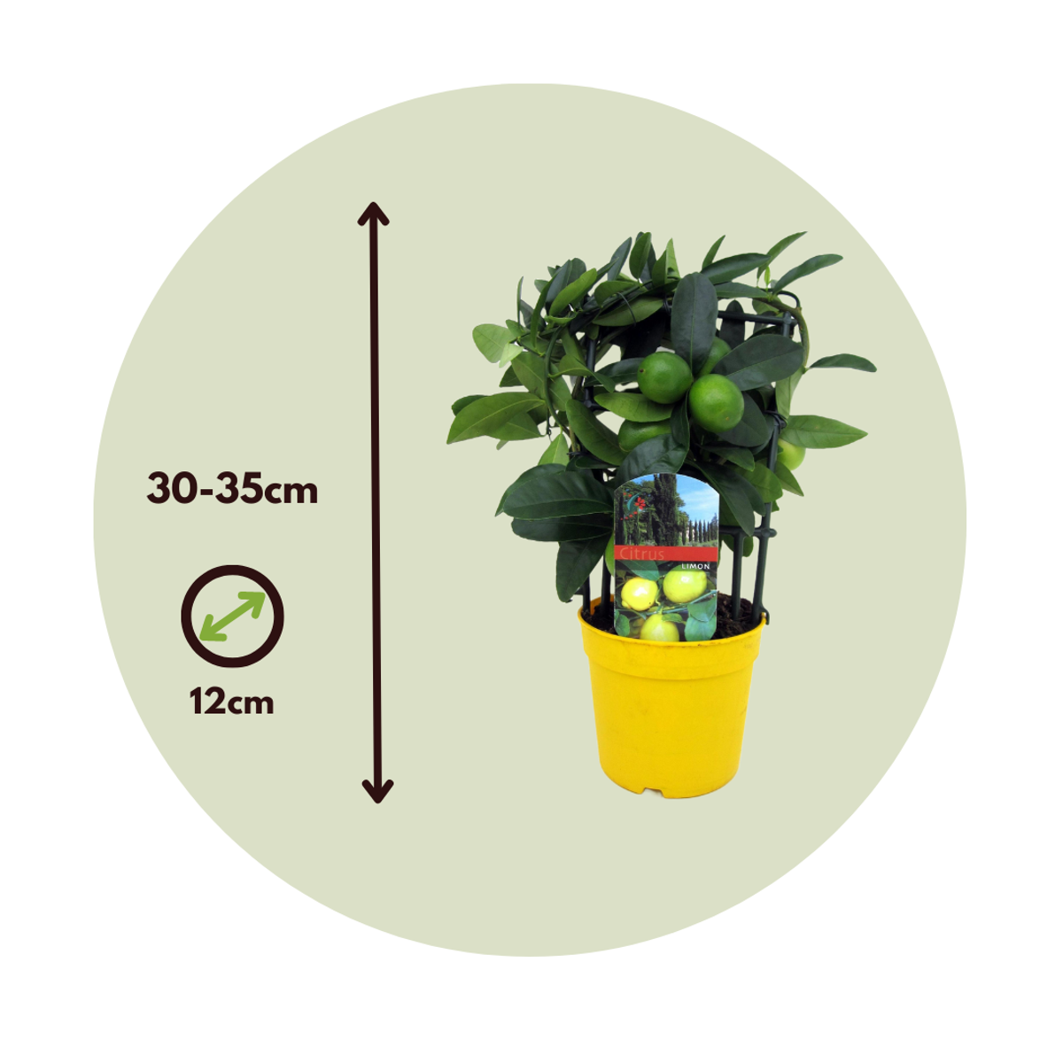 Lemon Tree - Citrus limon - Height 30-35cm - ⌀12cm