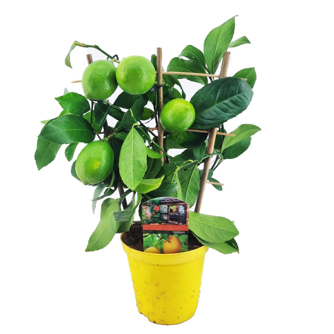 Citronnier - Citrus limon - Hauteur 40-45cm - ⌀14cm - TD Plantz