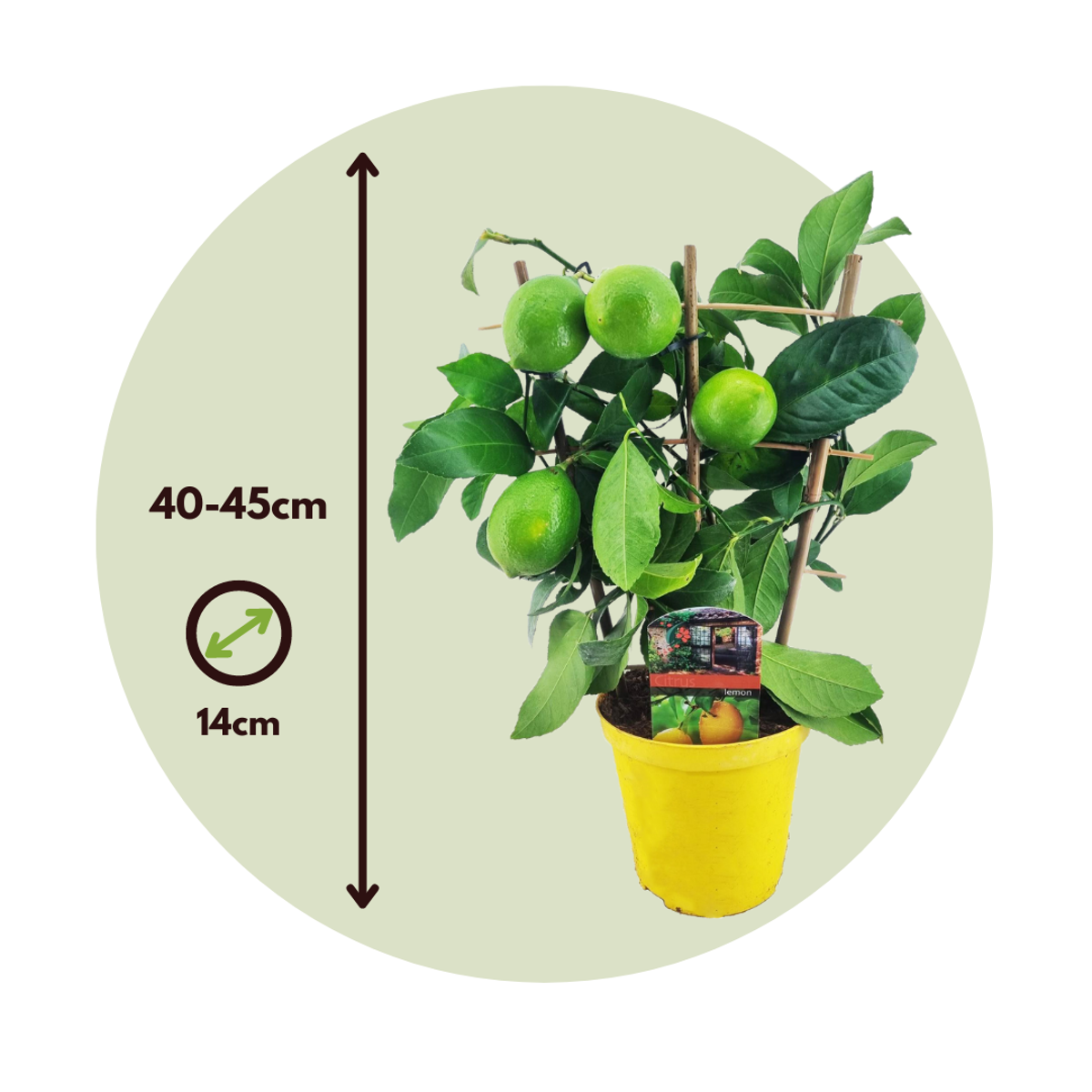 Citronnier - Citrus limon - Hauteur 40-45cm - ⌀14cm - TD Plantz