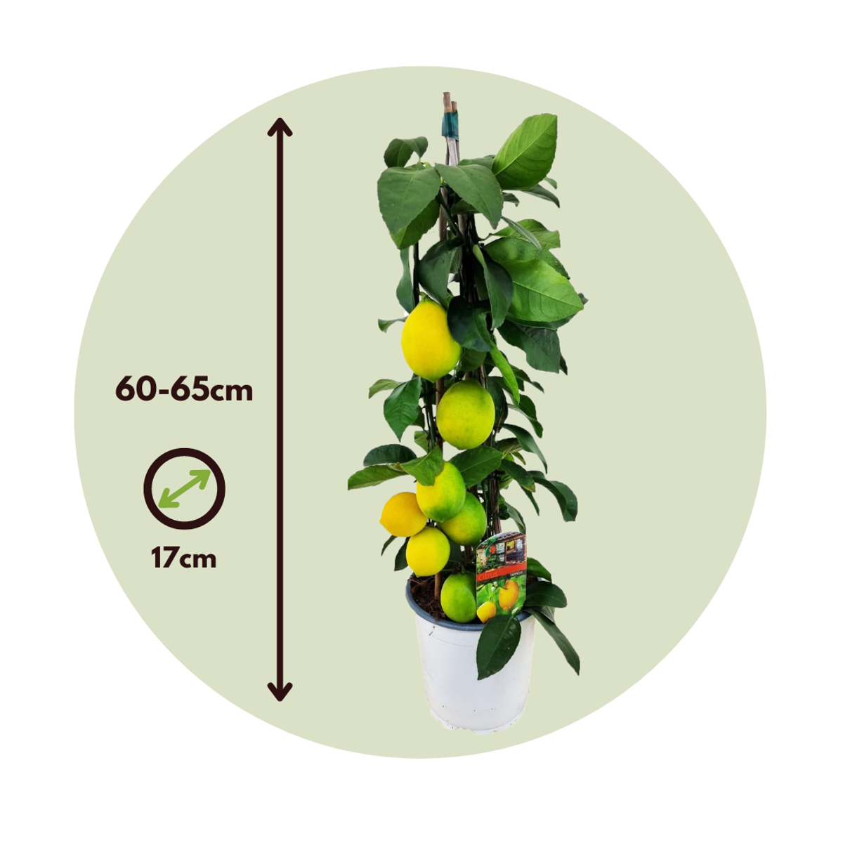 Lemon Tree - Citrus limon - Height 60-65cm - ⌀17cm