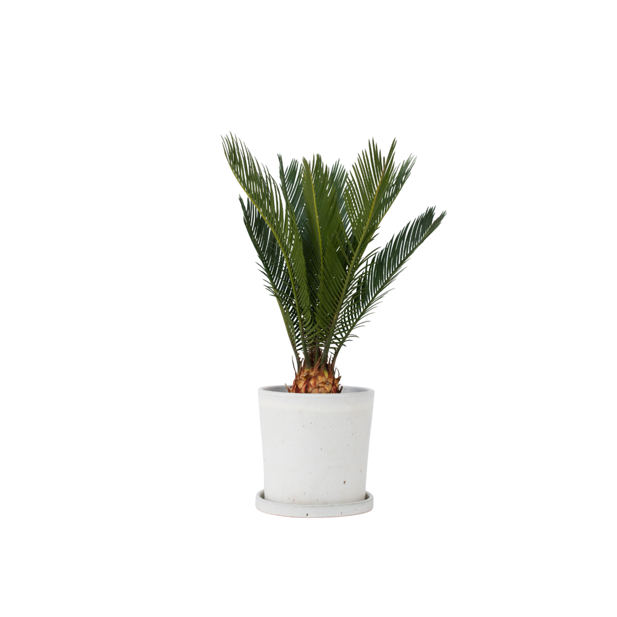 Sagou du Japon - Cycas revoluta - Hauteur 45-60cm - ⌀15cm