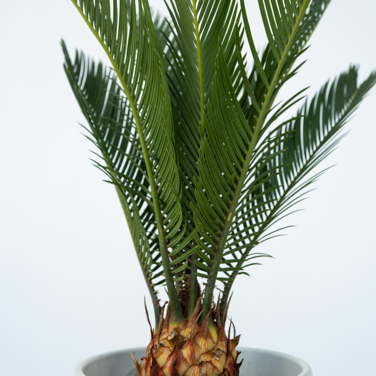 Sago palm - 2 pcs. - Cycas revoluta - Height 45-60cm - ⌀15cm