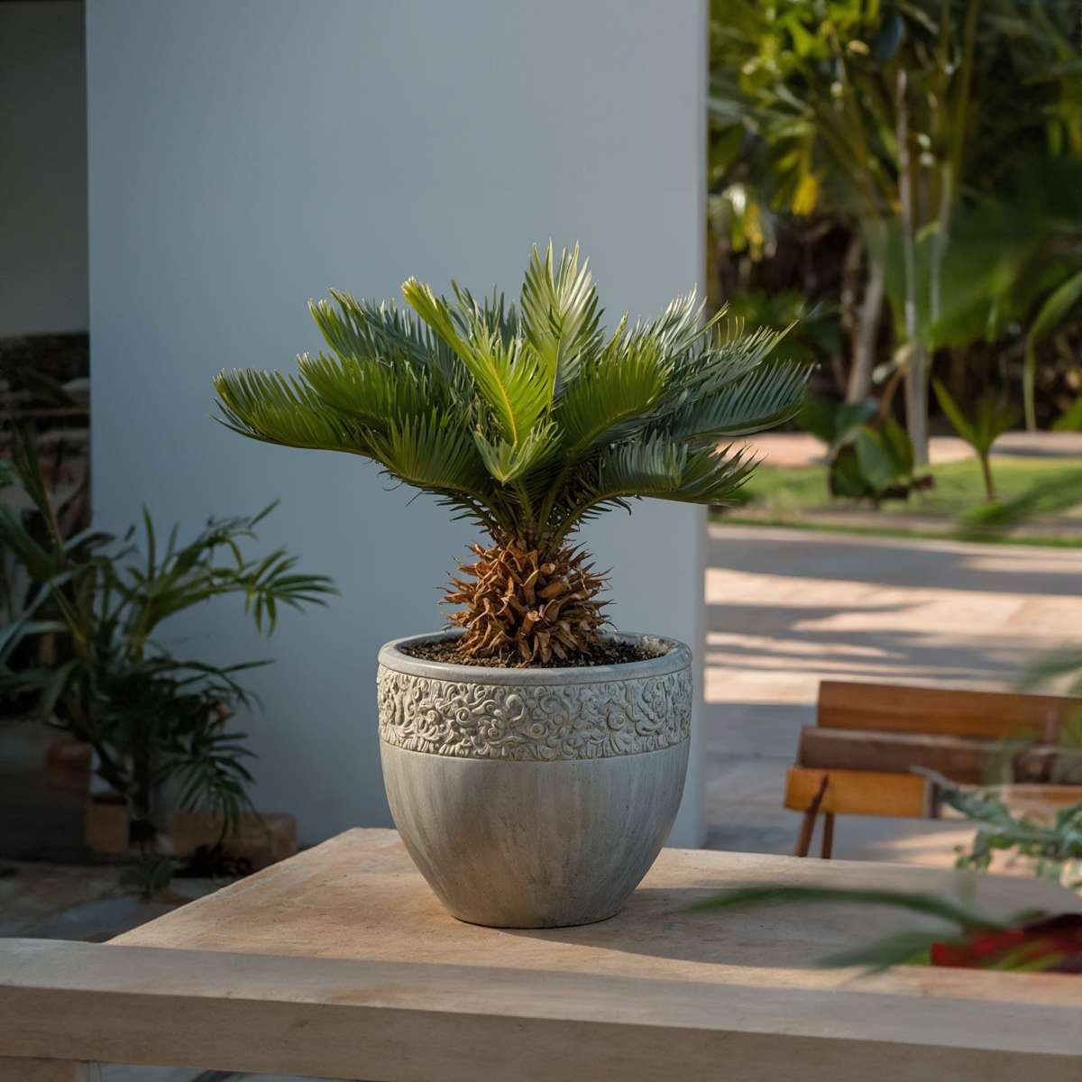 Sago palm - 4 pcs. - Cycas revoluta - Height 45-60cm - ⌀15cm