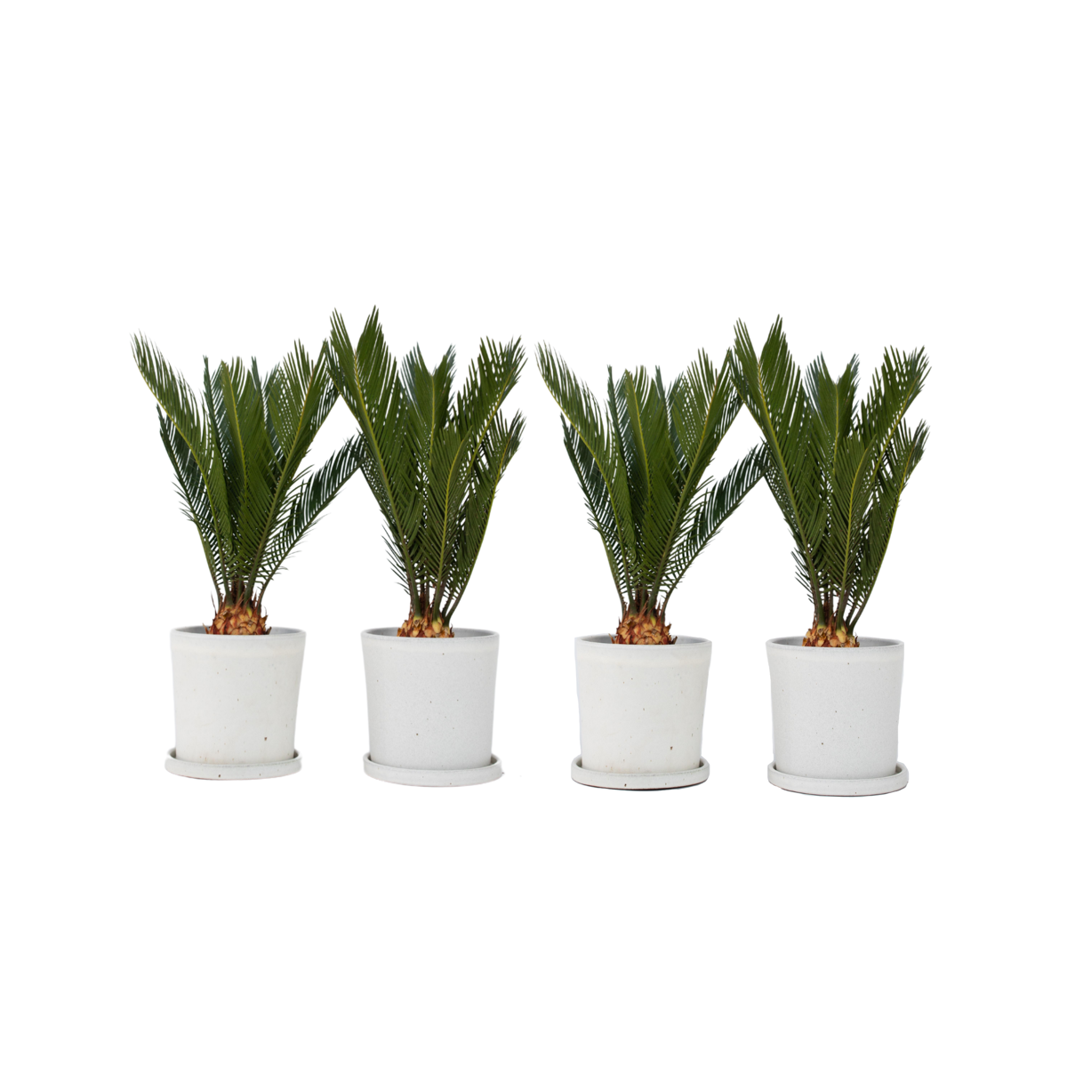 Sago palm - 4 pcs. - Cycas revoluta - Height 45-60cm - ⌀15cm