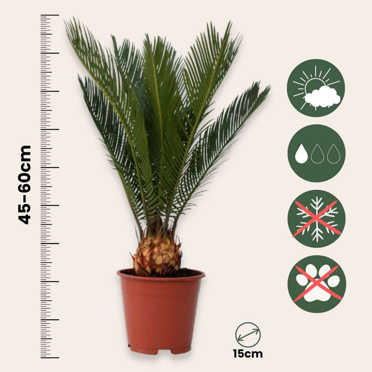 Sago palm - 4 pcs. - Cycas revoluta - Height 45-60cm - ⌀15cm