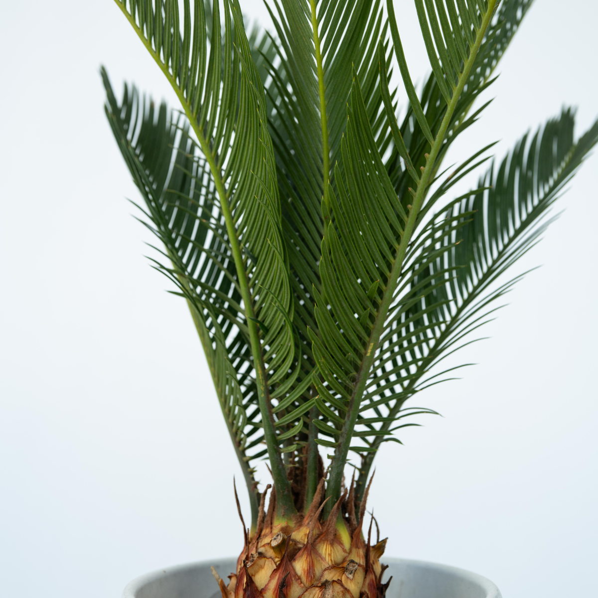 Sago palm - 4 pcs. - Cycas revoluta - Height 45-60cm - ⌀15cm