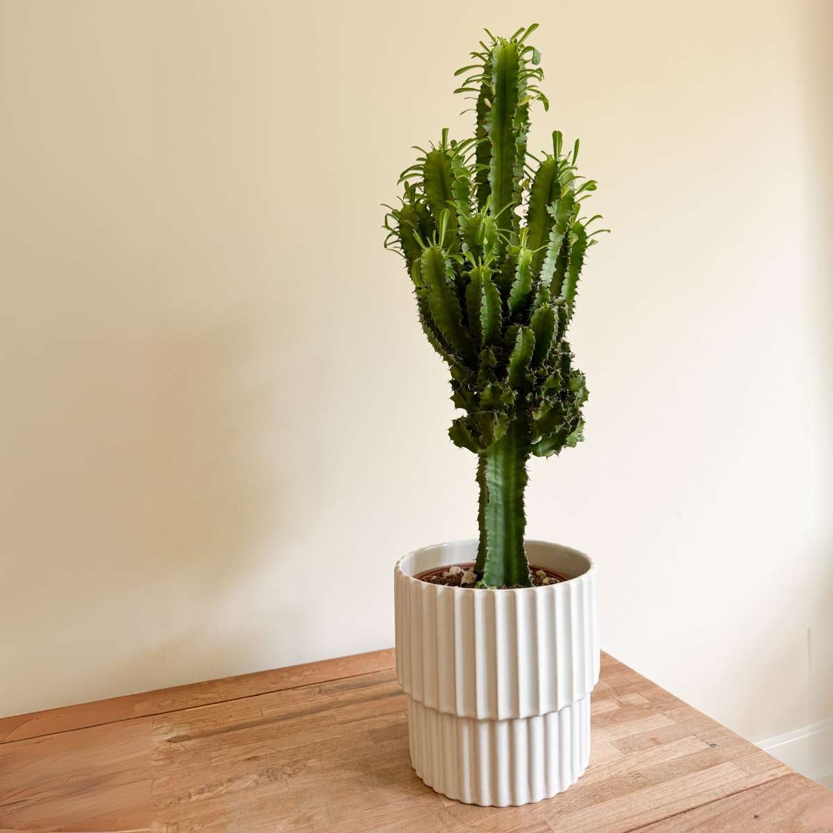 Euphorbe ingens - Euphorbia ingens - Hauteur 50-60cm - ⌀17cm