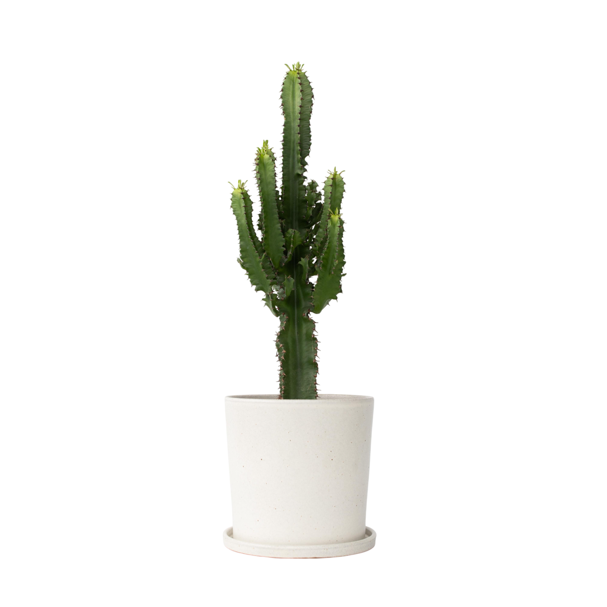 Euphorbe ingens - Euphorbia ingens - Hauteur 50-60cm - ⌀17cm - TD Plantz