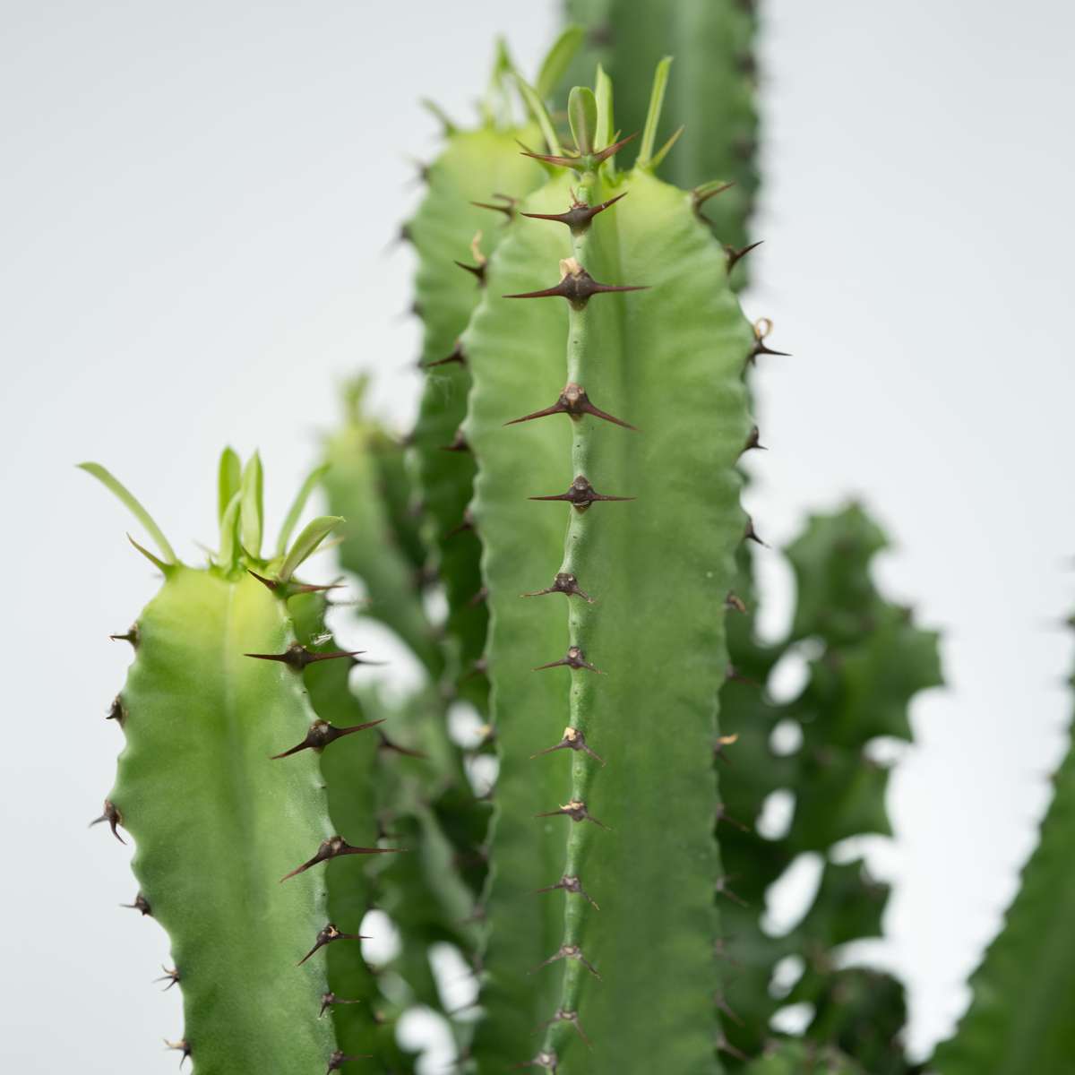 Euphorbe ingens - Set de 2 - Euphorbia ingens - Hauteur 50-60cm - ⌀17cm