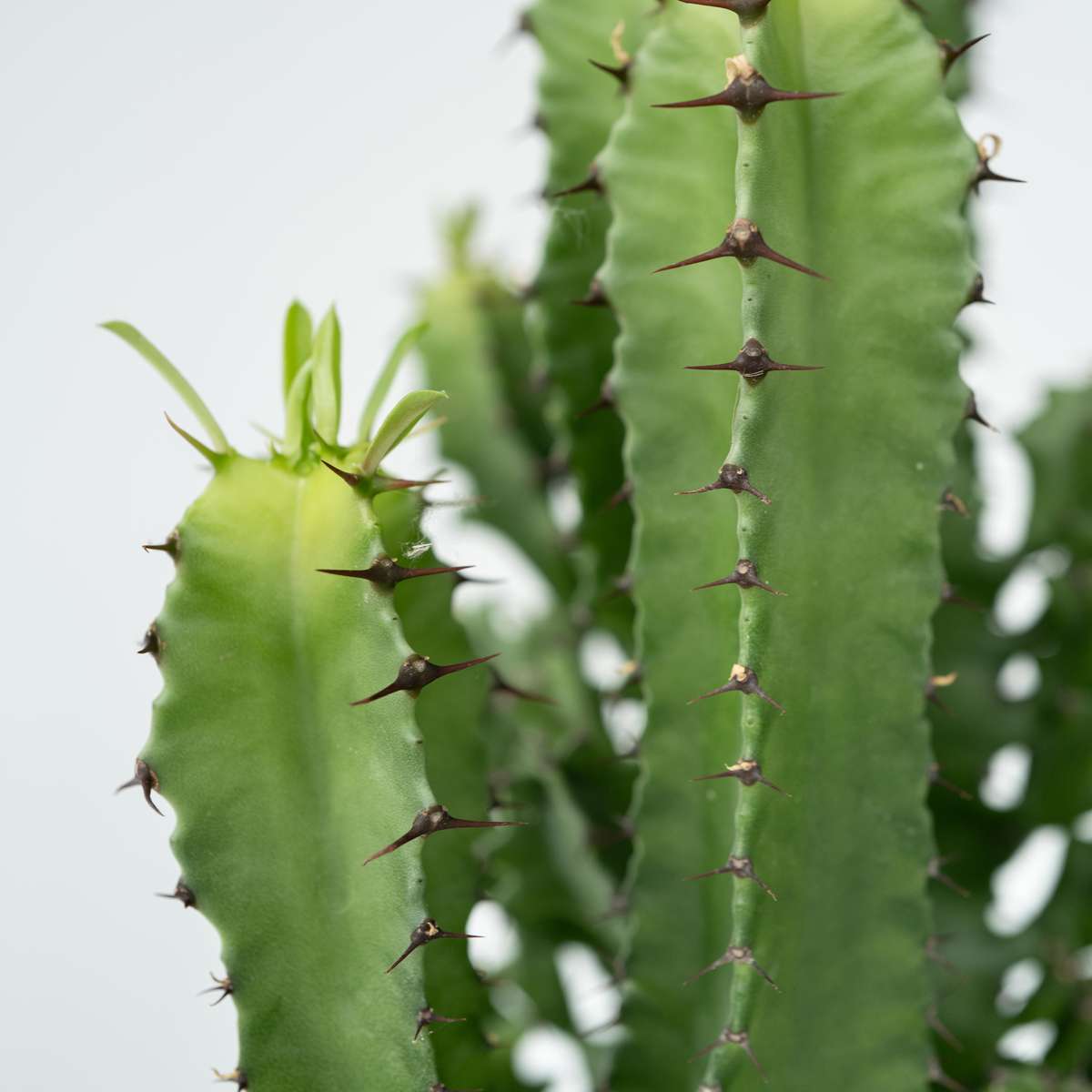 Euphorbe ingens - Set de 2 - Euphorbia ingens - Hauteur 50-60cm - ⌀17cm