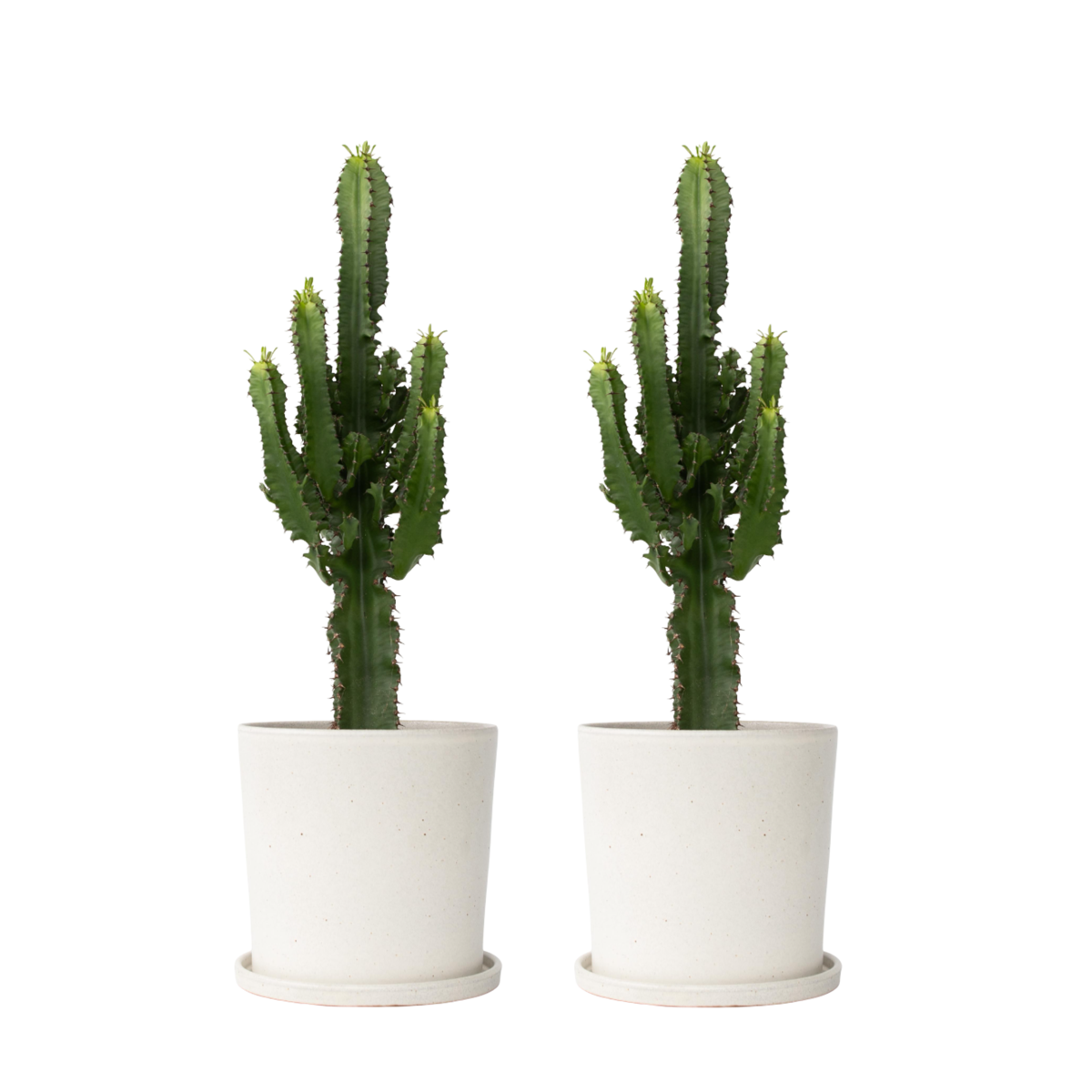 Euphorbe ingens - Set de 2 - Euphorbia ingens - Hauteur 50-60cm - ⌀17cm