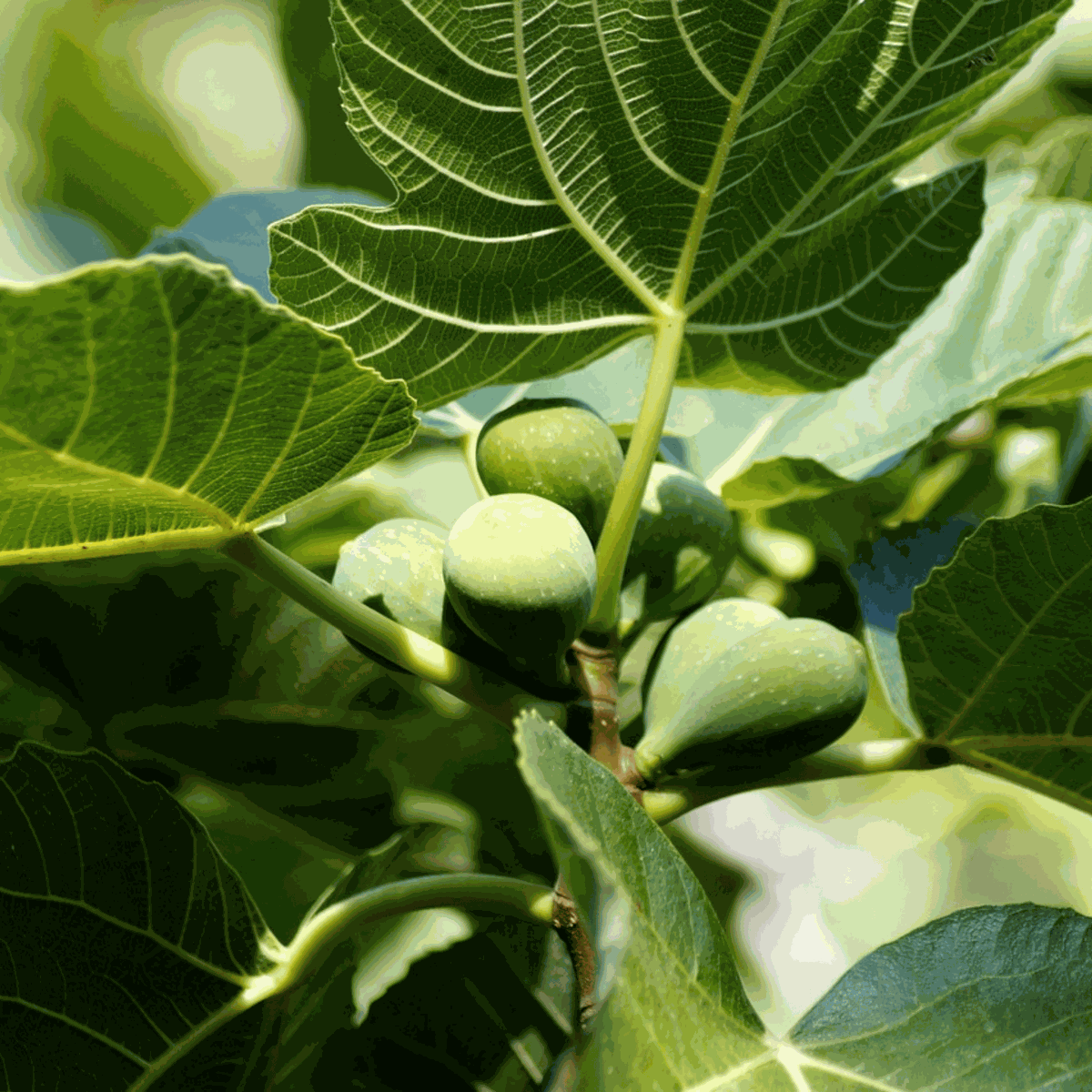 Figuier de Barbarie - Ficus Carica - Hauteur 70-90cm - ⌀21cm