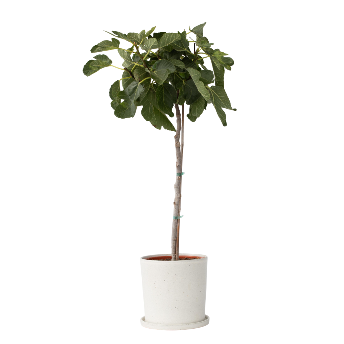 Figuier de Barbarie - Ficus Carica - Hauteur 70-90cm - ⌀21cm
