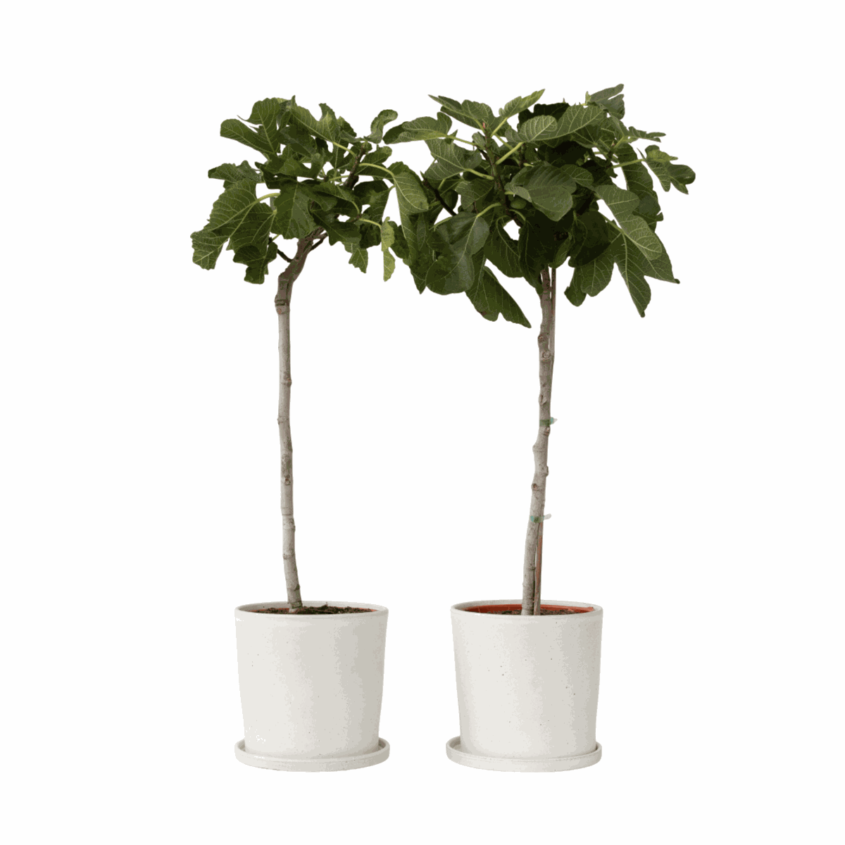 Figuier de Barbarie - Set de 2 - Ficus Carica - Hauteur 70-90cm - ⌀21cm