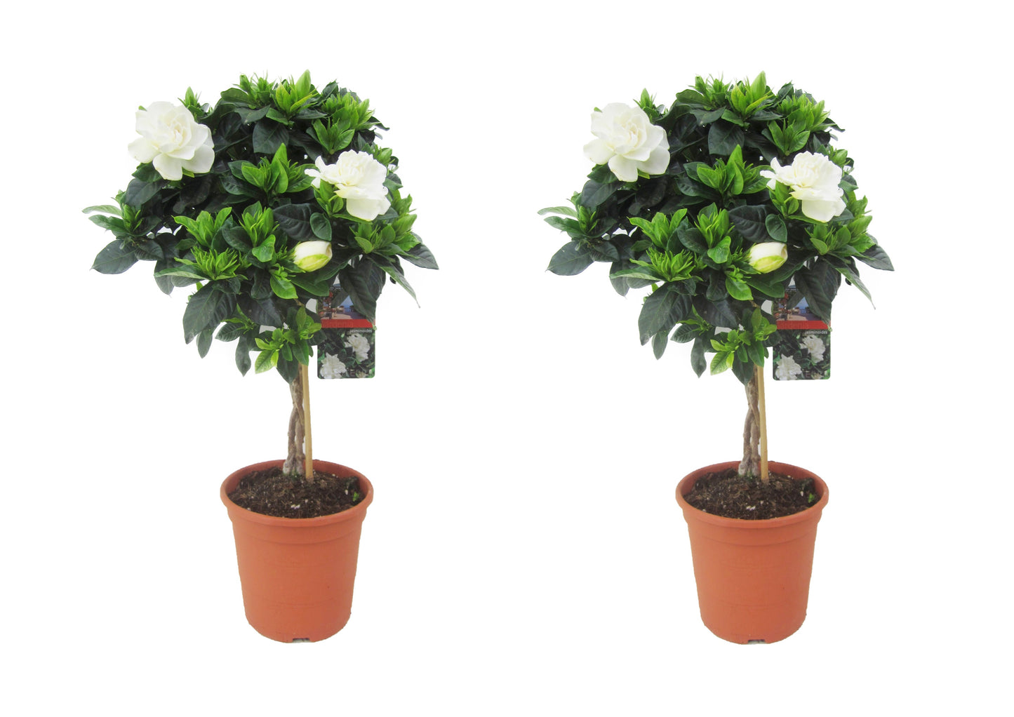 Jasmin du Cap - Set de 2 - Gardenia jasminoides - Hauteur 50-60cm - ⌀19cm