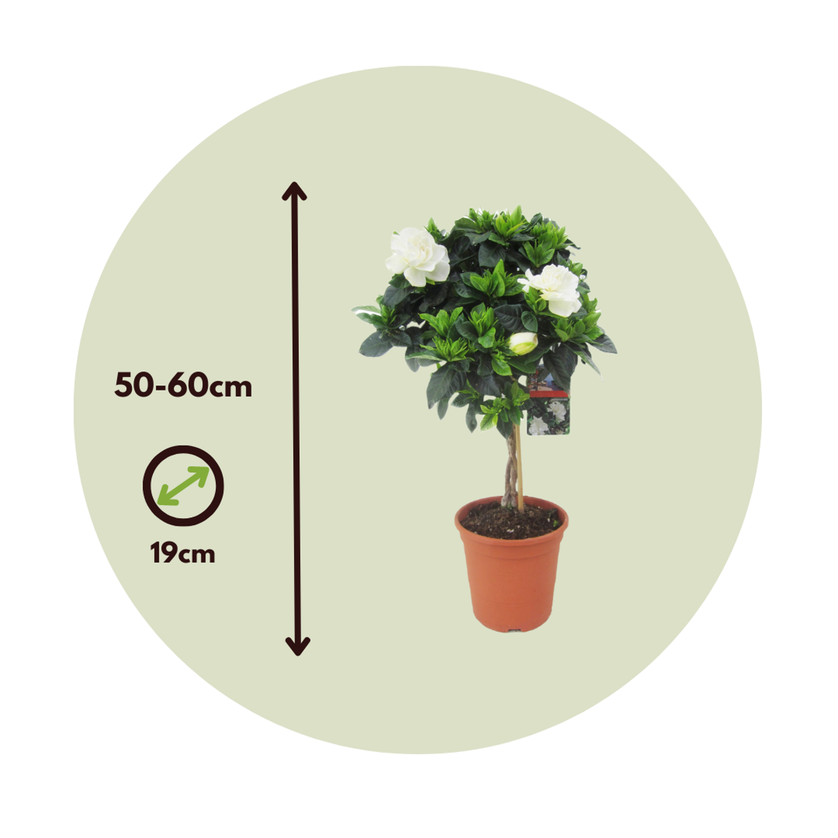 Jasmin du Cap - Set de 2 - Gardenia jasminoides - Hauteur 50-60cm - ⌀19cm