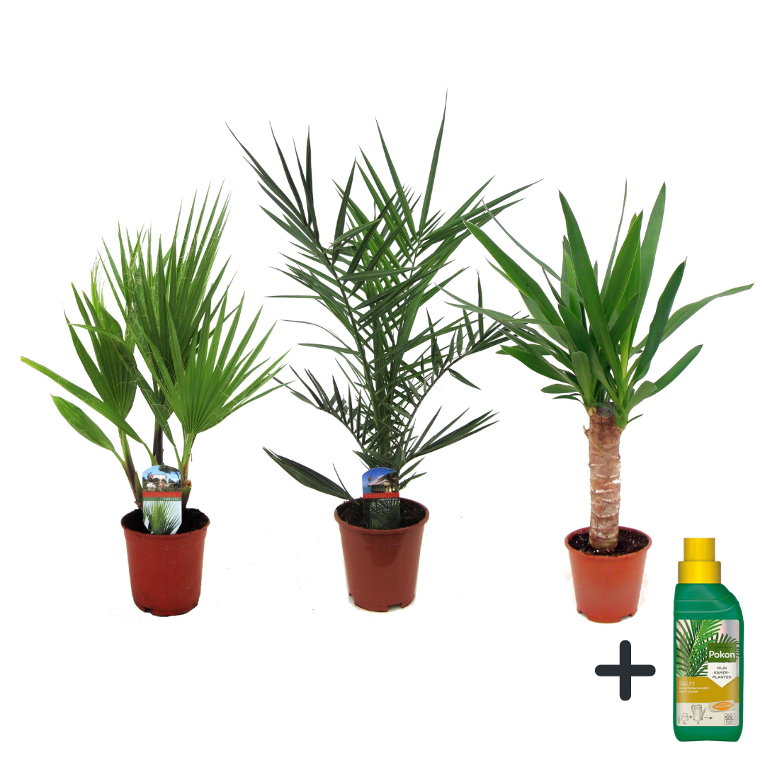 Mélange de Palmiers d'intérieur - Set de 3 - Pokon - Hauteur 50-70cm - ⌀14cm