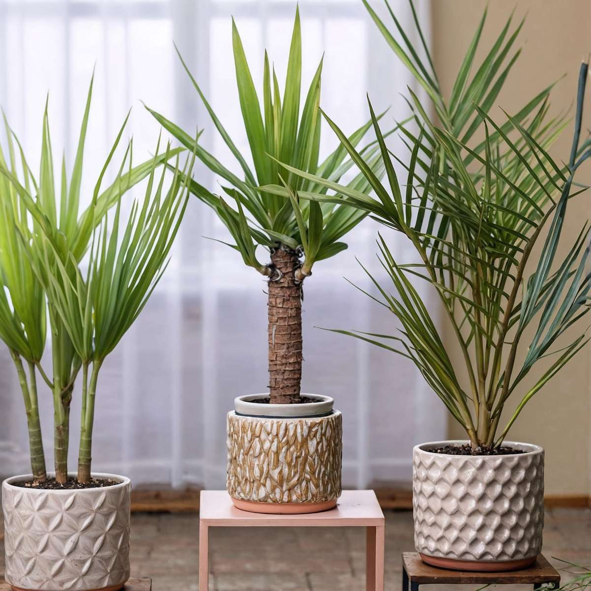 Mélange de Palmiers d'intérieur - Set de 3 - Pokon - Hauteur 50-70cm - ⌀14cm