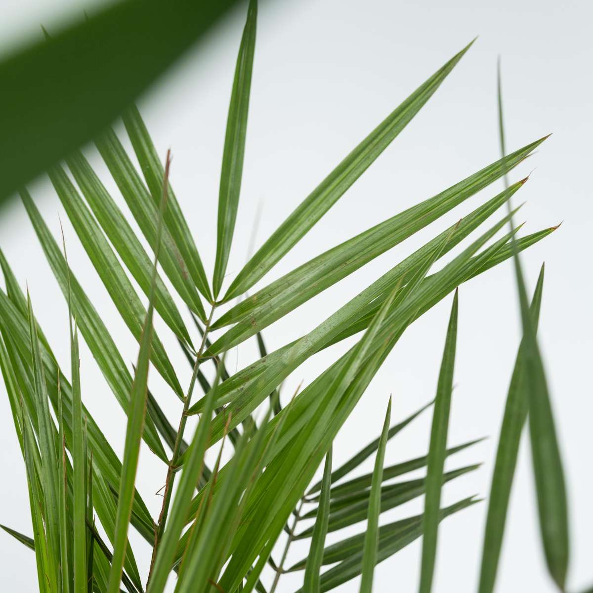 Mélange de Palmiers d'intérieur - Set de 3 - Indoor Palmmix - H50-70cm - ⌀14cm