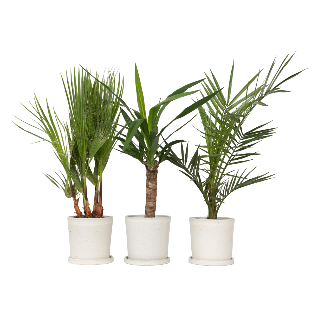 Mélange de Palmiers d'intérieur - Set de 3 - Indoor Palmmix - H50-70cm - ⌀14cm