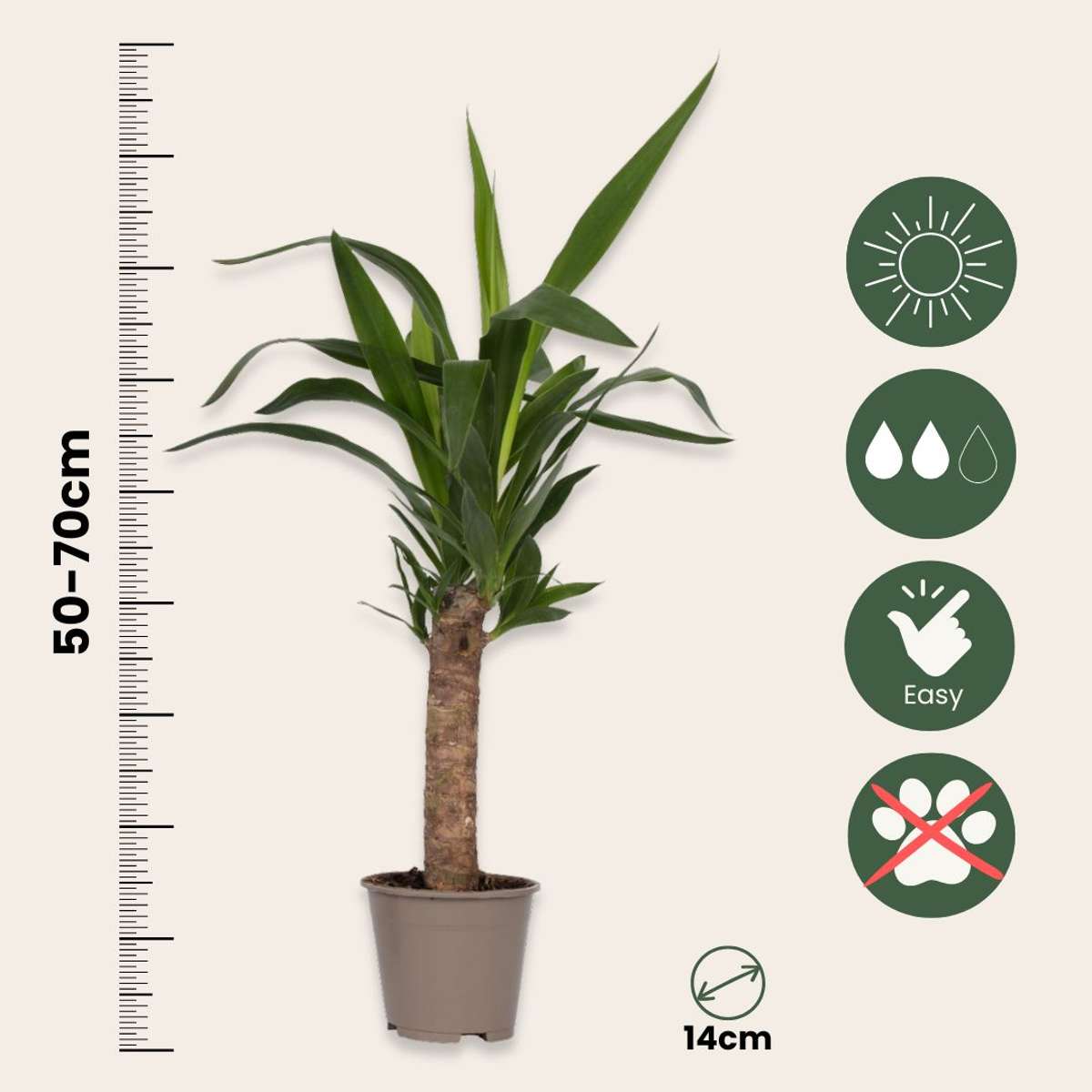 Mélange de Palmiers d'intérieur - Set de 3 - Pokon - Hauteur 50-70cm - ⌀14cm