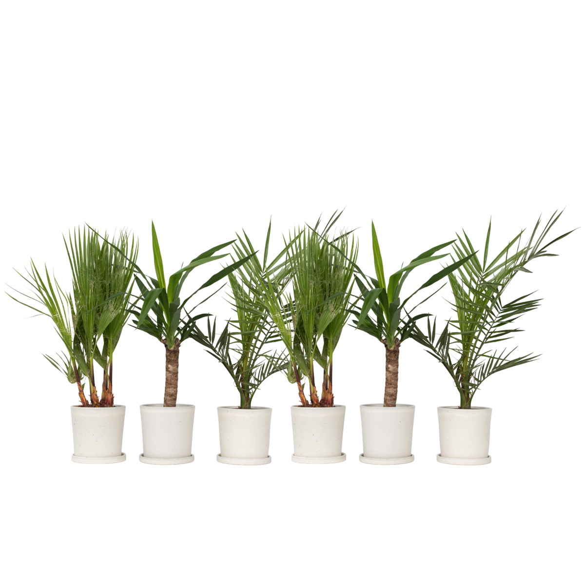 Mélange de Palmiers d'intérieur - Set de 6 - Indoor Palmmix - H50-70cm - ⌀14cm