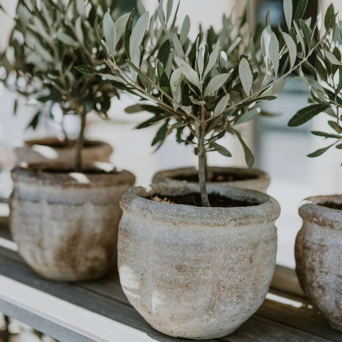 Common Olive in scale - Olea europaea - Height 30-40cm - ⌀21cm