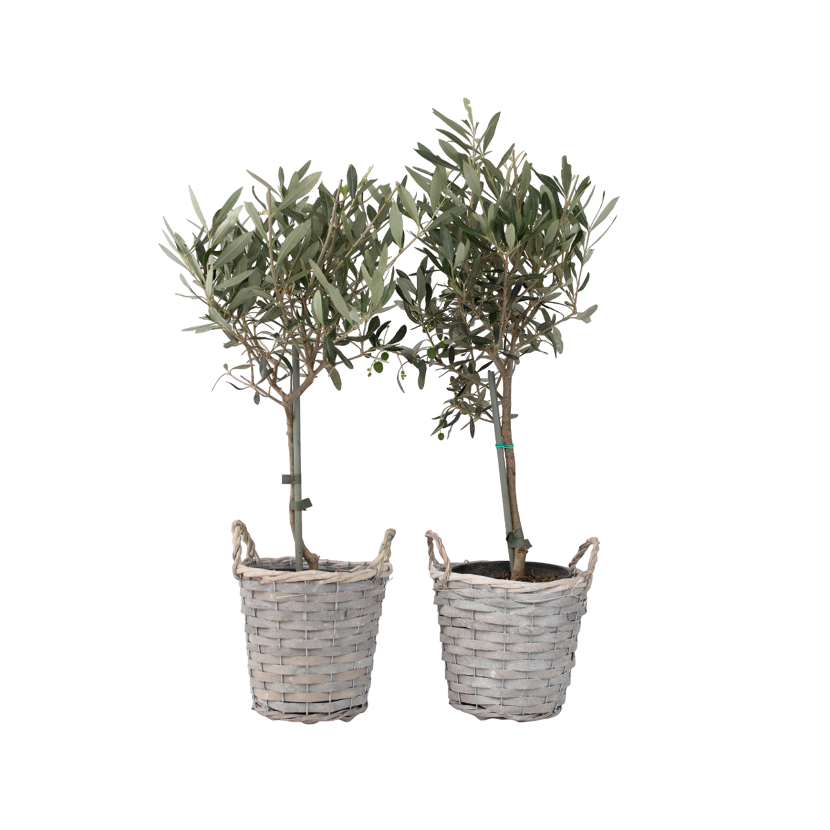 Olivier - Set de 2 - Olea europaea - Hauteur 50-60cm - ⌀14cm - TD Plantz