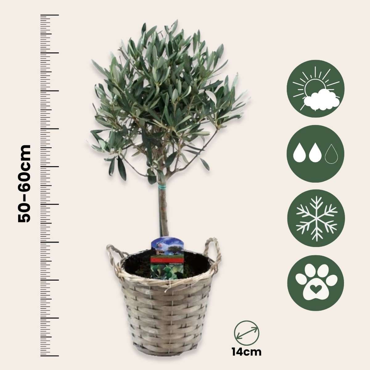 Olivier - Set de 2 - Olea europaea - Hauteur 50-60cm - ⌀14cm - TD Plantz