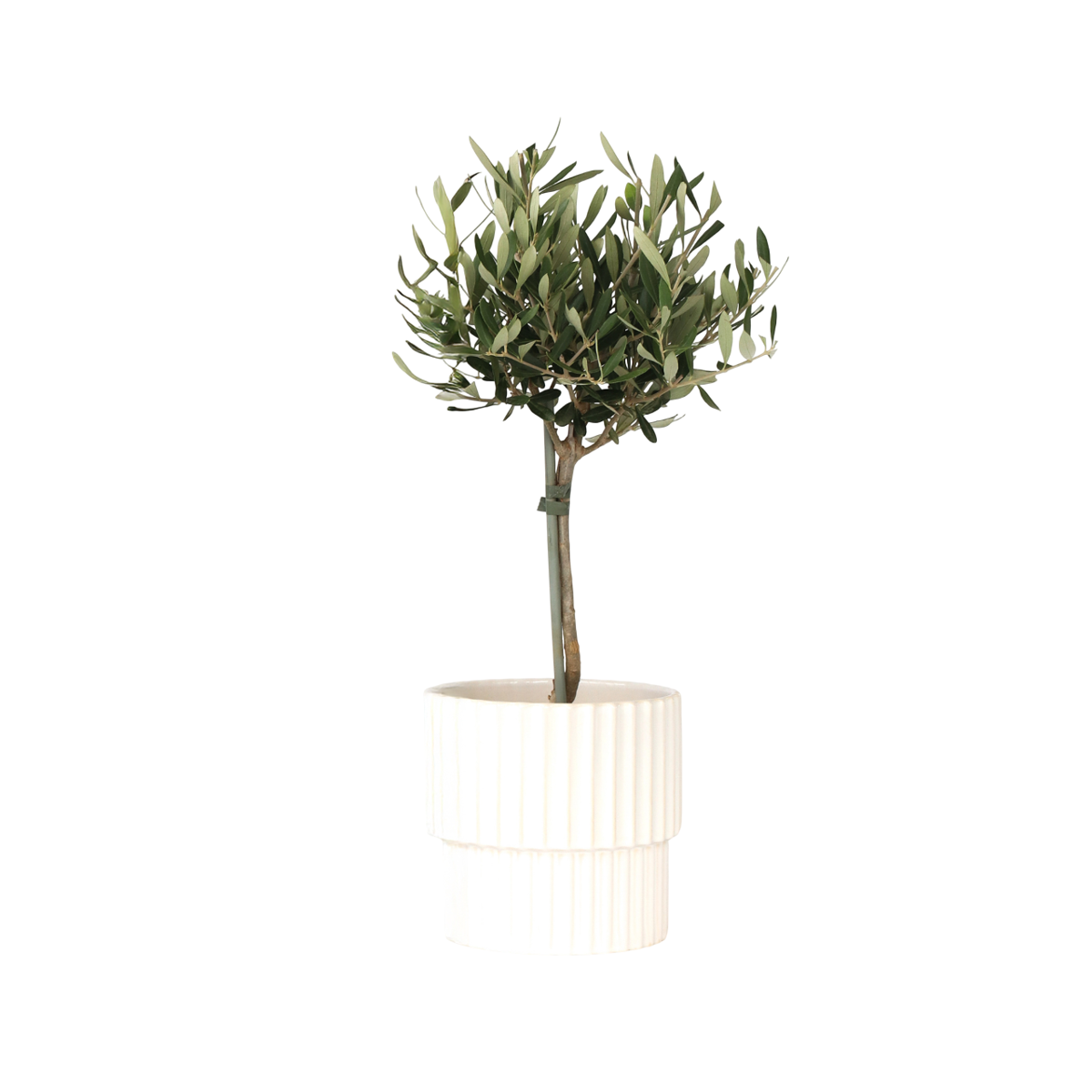 Olivier - Olea europaea - Hauteur 45-55cm - ⌀14cm