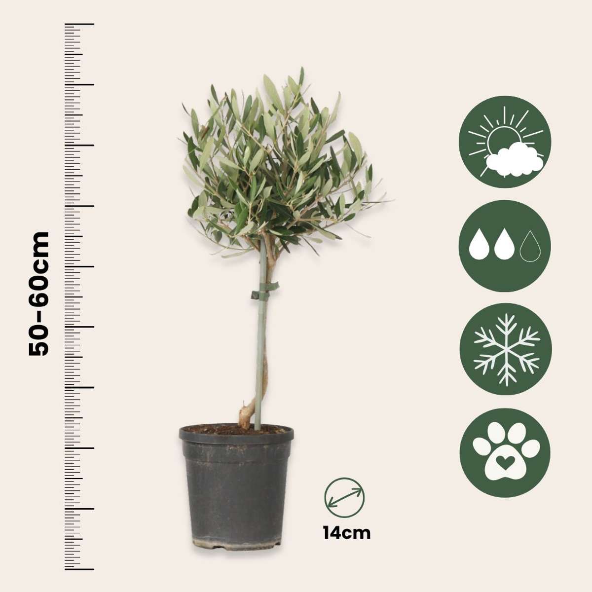 Olivier - Olea europaea - Hauteur 45-55cm - ⌀14cm