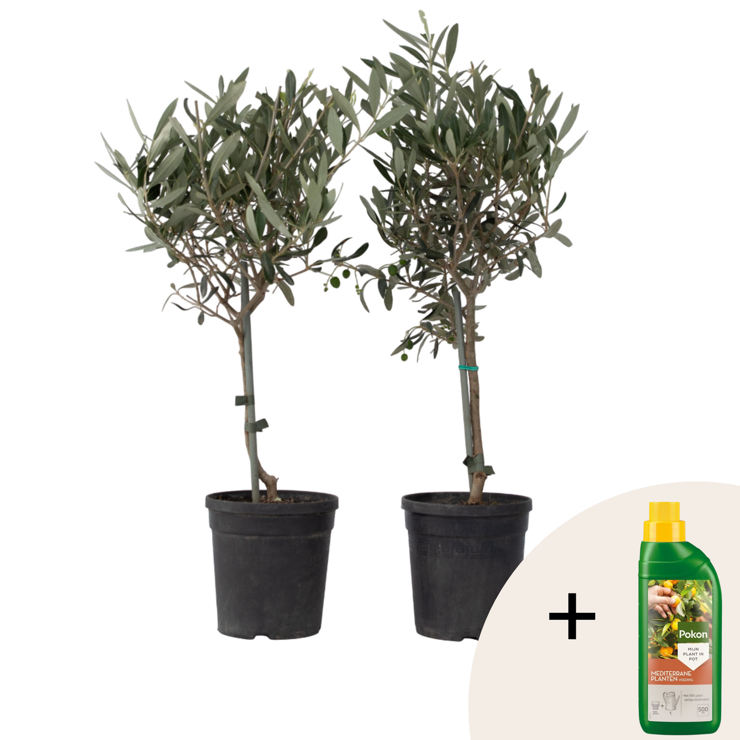 Common Olive tree - 2 pcs. - Olea europaea - Height 50-60cm - ⌀14cm